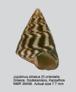 Jujubinus striatus (f) orientalis